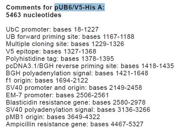 pUB6/V5 His A载体特征